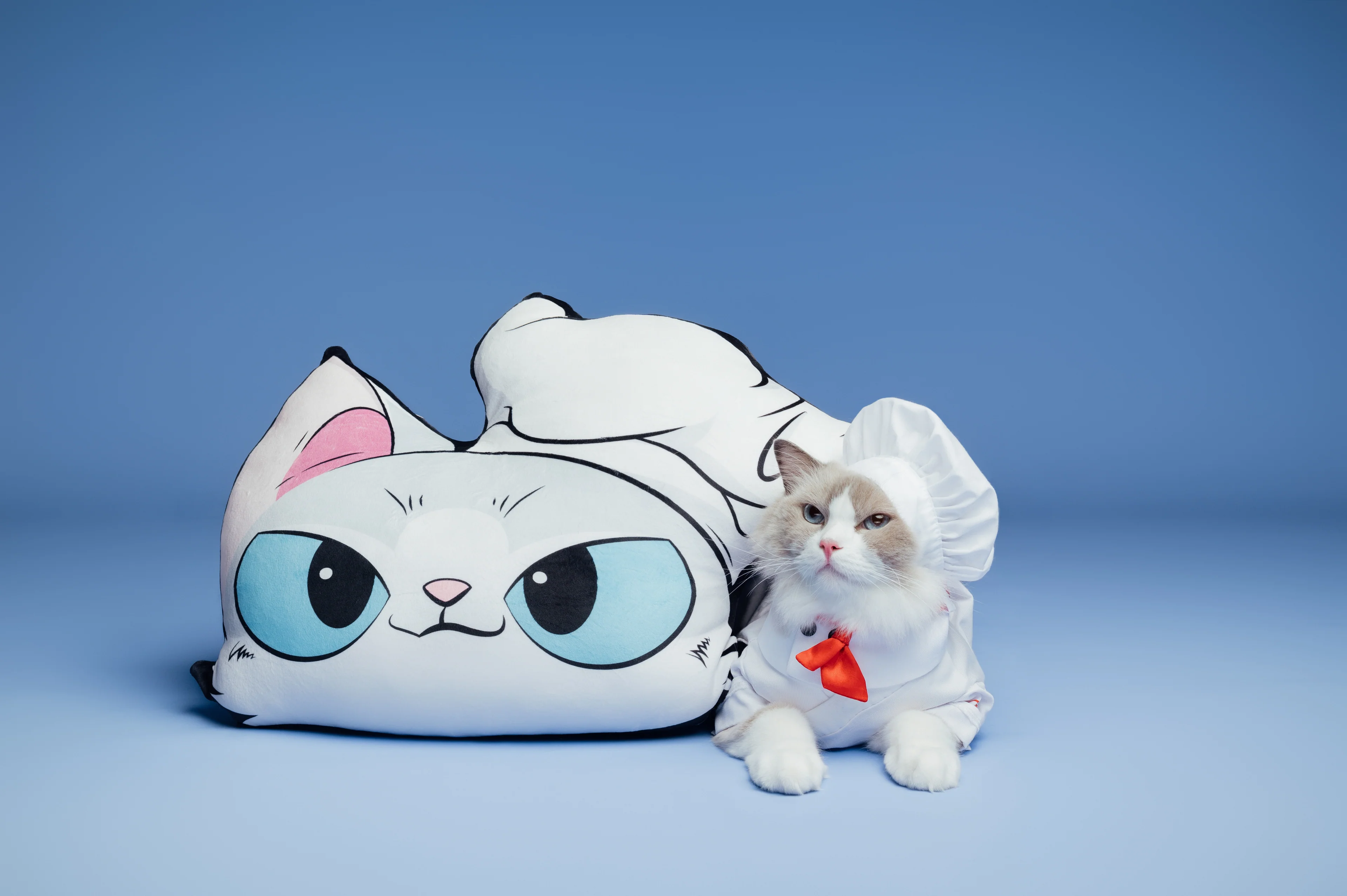 Puff the Ragdoll cat dressed in a white chef costume and hat, sitting beside a giant plush pillow shaped like a cartoon cat face, on a blue studio background