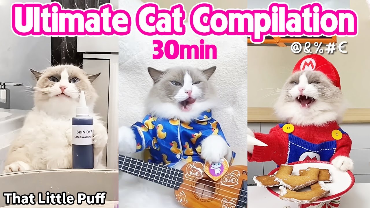 Ultimate Cat Compilation thumbnail showing Puff the Ragdoll cat in three scenes: at a bathroom sink, playing a ukulele in duck-print pajamas, and dressed in a Mario costume serving cookies
